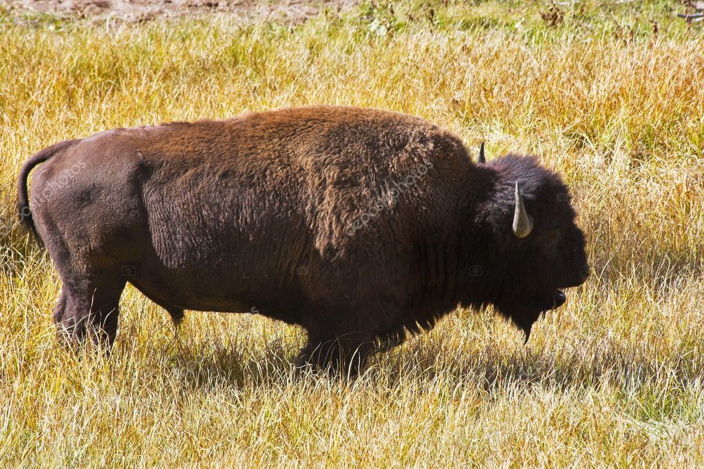 The huge bison-male — Stock Photo © kavramm #6761505