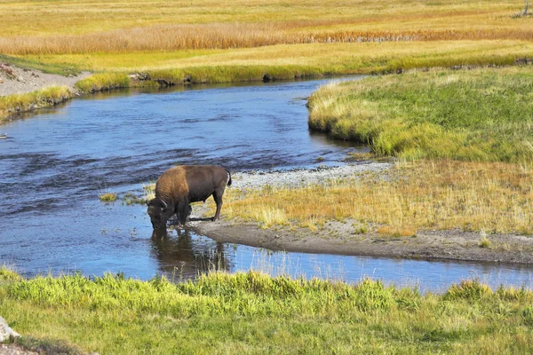 Il bisonte beve — Foto Stock