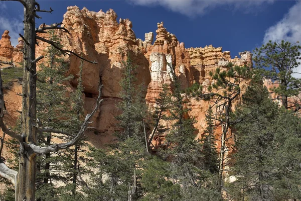 Bomen in een stenen canyon — Stockfoto