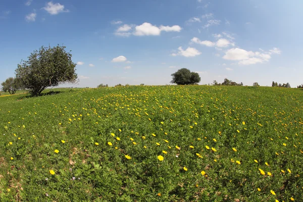 Fältet och blommande kamomill — Stockfoto