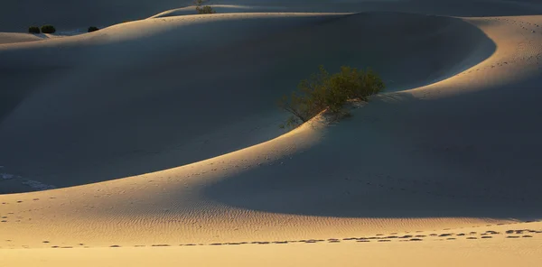 Beaux contours lisses des dunes de sable — Photo