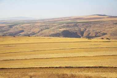 campo con los restos de cultivos