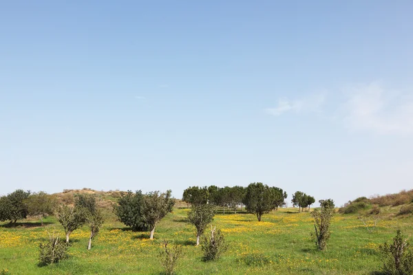 Ein grünes Gras und Olivenbäume — Stockfoto