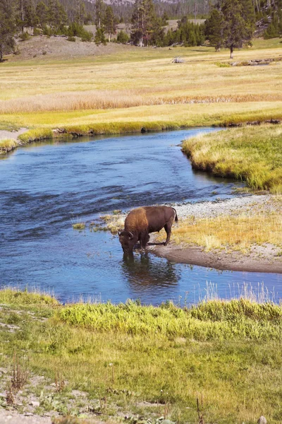 Parco nazionale di Yellowstone — Foto Stock
