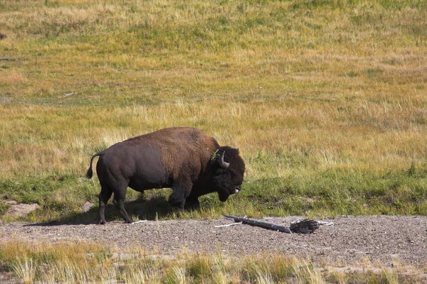 L'enorme bisonte — Foto Stock