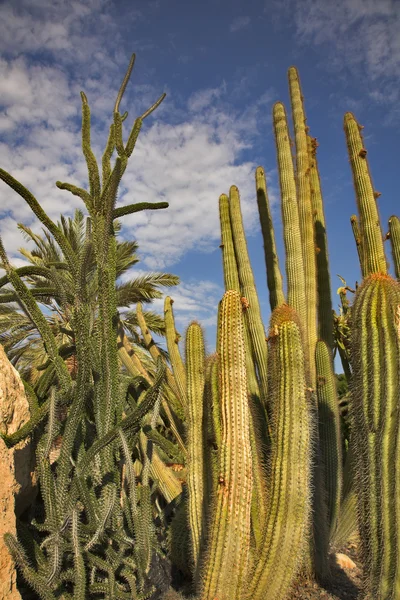 Cactuses in the winter. — Stock Photo, Image