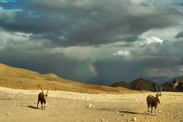 Stádo koz se nebojí bouřkový mrak — Stock fotografie