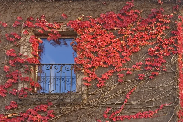Red ivy. — Stock Photo, Image