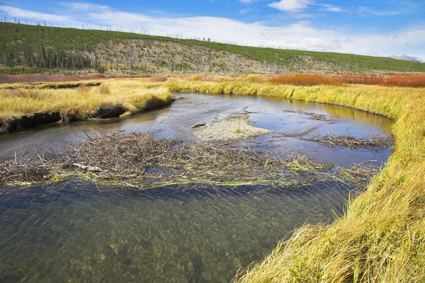 Ручей на болотистой равнине — стоковое фото