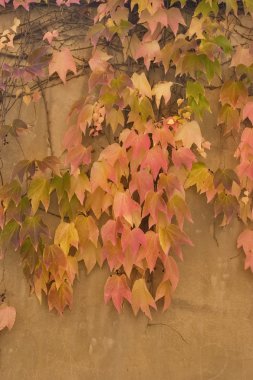 Pink and yellow foliage. clipart