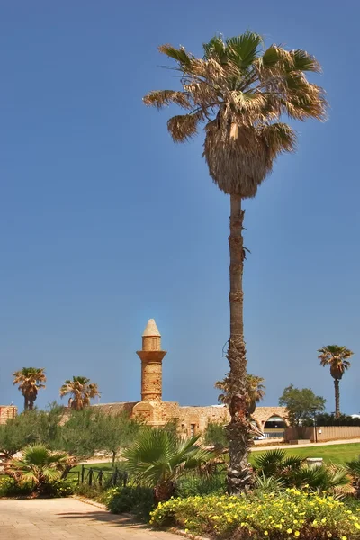 Palmieri și turnuri . — Fotografie, imagine de stoc