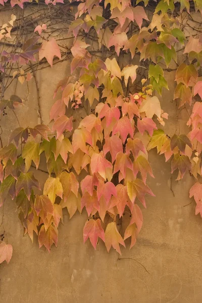 Рожеве і жовте листя . — стокове фото