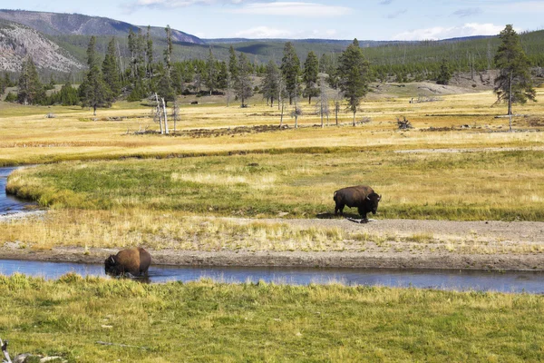 Due enormi bisonti — Foto Stock