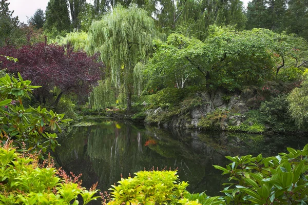 Pond in a garden. — Stock Photo, Image