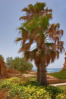 Palm ağaçlar ve çiçekler.