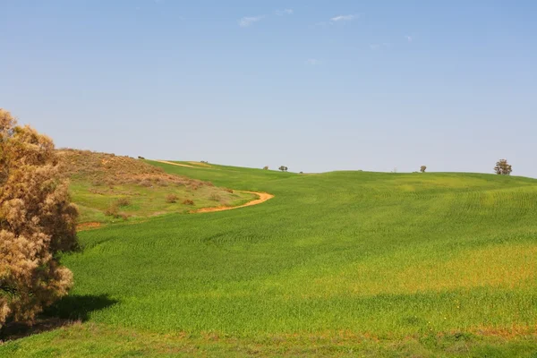 Зеленые поля и чистое небо — стоковое фото