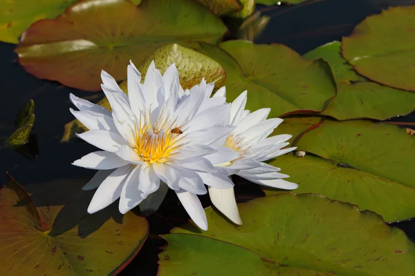 Two white water lilies — Stock Photo, Image