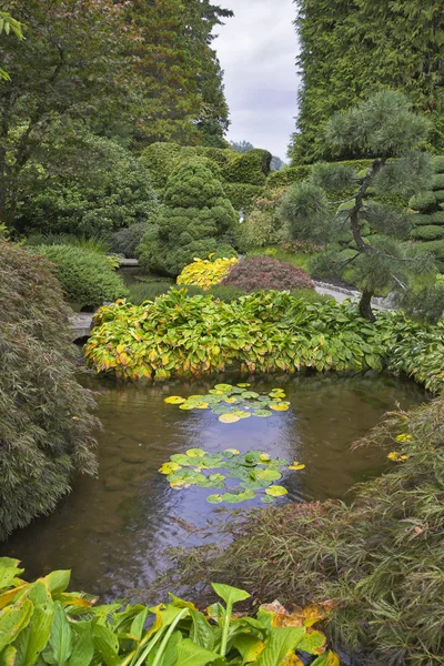 Mělké kouzelný rybník. — Stock fotografie
