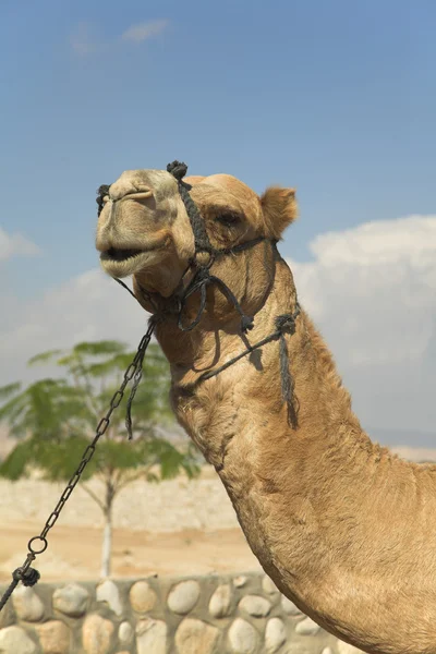 Huvudet av en kamel. — Stockfoto
