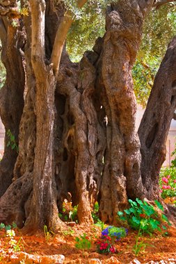 Kudüs'te Bahçe Gethsemane.