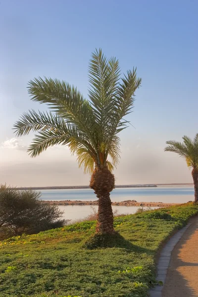 Trávník a palmový strom — Stock fotografie