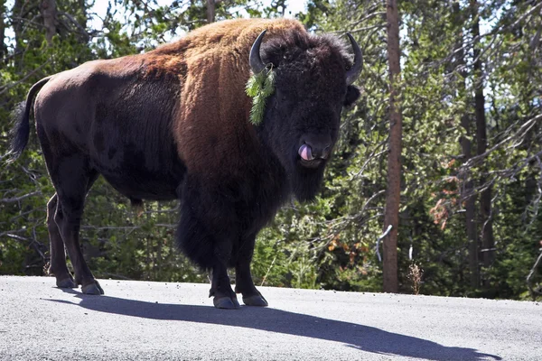 Bison sur la route dans le parc national Yellowstone — Photo