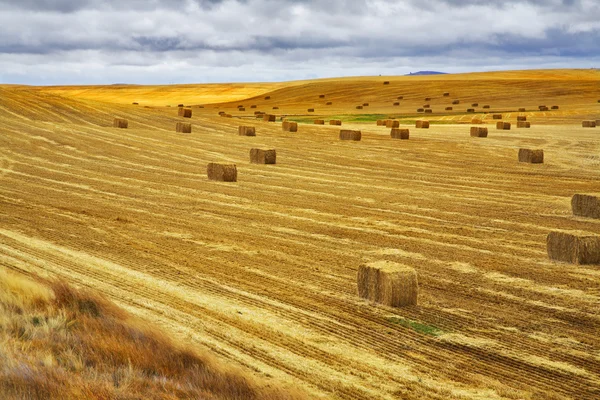 A field after a harvest — Stock Photo, Image