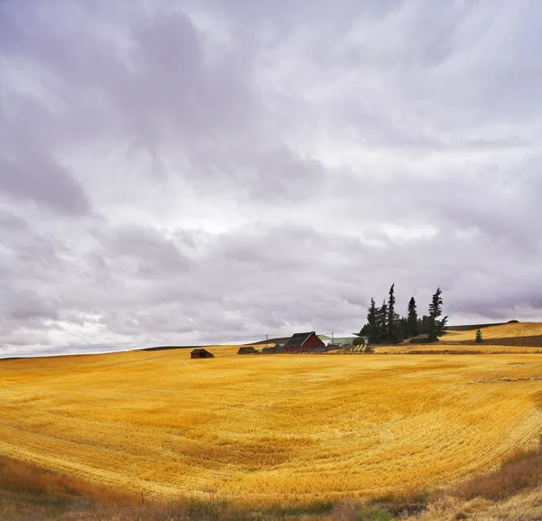 Riesige Gewitterwolke über einem gelben Feld nach der Ernte. — Stockfoto