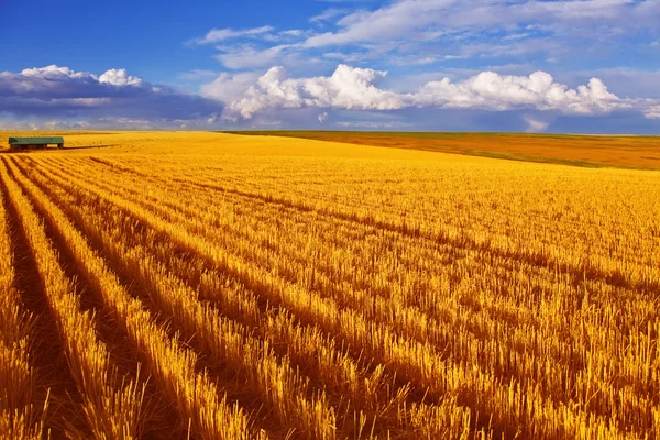 Huge field in state Montana — Stock Photo, Image