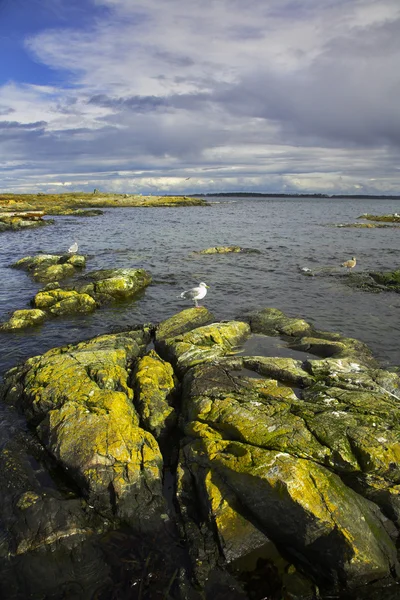 Uccelli marini e rocce costiere pittoresche — Foto Stock