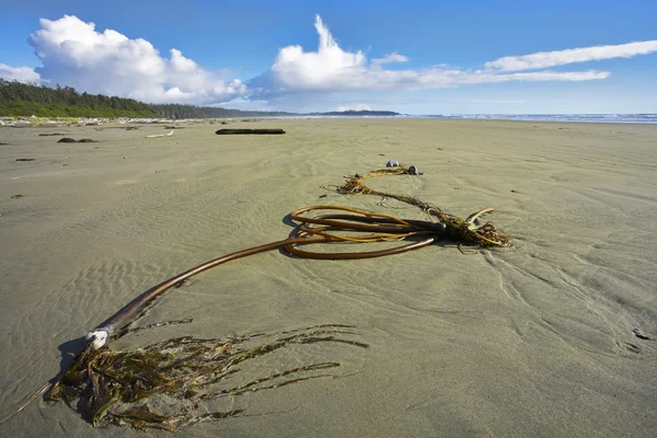 Морські водорості на острів Ванкувер — стокове фото
