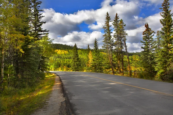 Fur-trees along the big road. — Stock Photo, Image