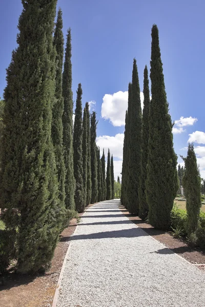 Amazing avenue of cypresses — Stock Photo, Image