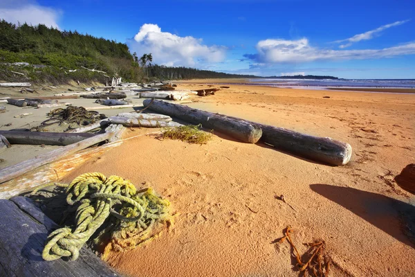 Coast on island Vancouver, logs, seaweed and dry trees — Stock Photo, Image