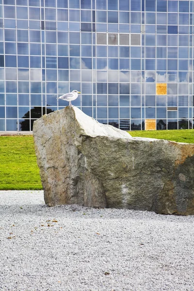 De meeuw op een steen — Stockfoto
