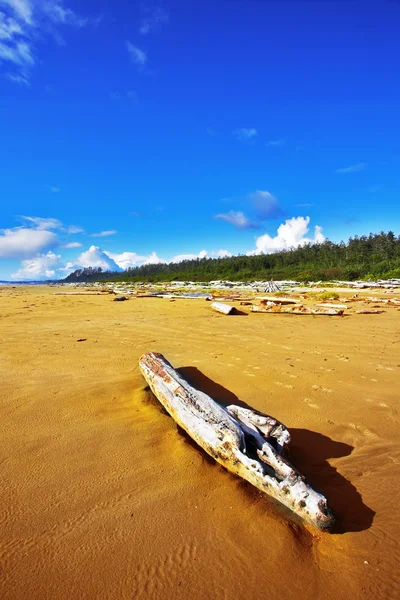 Ocean coast, logs, and dry trees — Stock Photo, Image