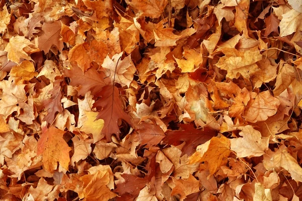 Осенний ковер — стоковое фото