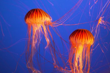 Magnificent bright exotic jellyfishes clipart