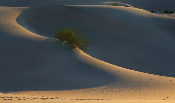 Contours fins des dunes de sable — Photo