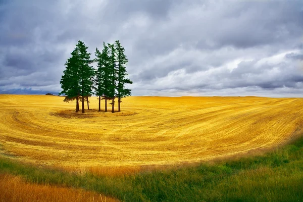 stock image Some pines in Montana