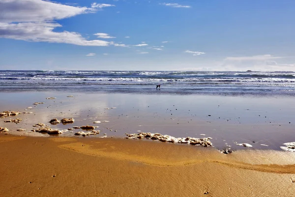 I resti di schiuma di mare — Foto Stock