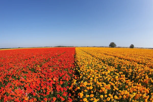 Enorme veld boterbloemen en de zuivere lucht — Stockfoto
