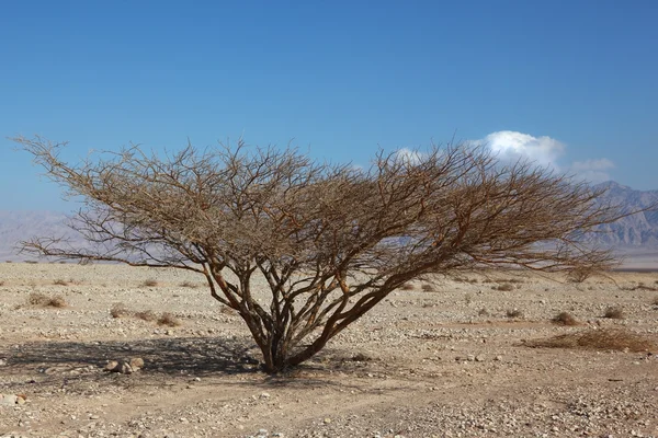 Lonely tree in stone desert — Stock Photo, Image