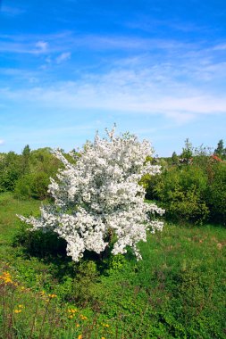 flowerses aple ağaçlarına