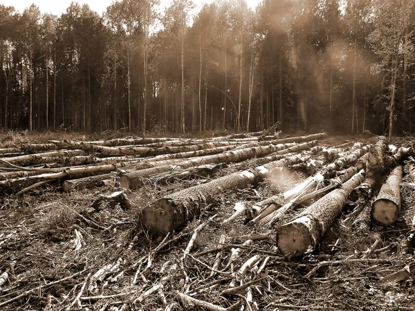 Taglio della legna — Foto Stock