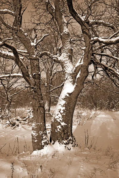 雪の中のオーク — ストック写真