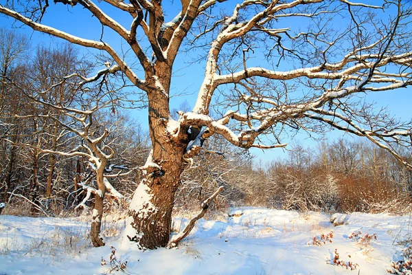 Chêne dans la neige — Photo