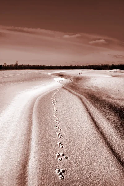 Rastros del perro en la nieve — Foto de Stock