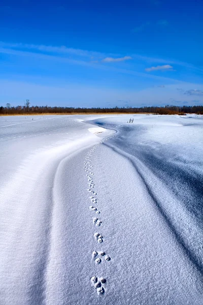 Rastros del perro en la nieve — Foto de Stock
