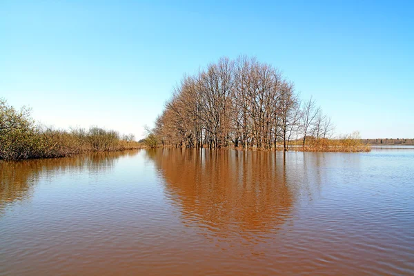 Alluvione in legno di quercia — Foto Stock